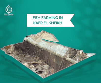 How is there a problem with fish farming in Kafr El-Sheikh?